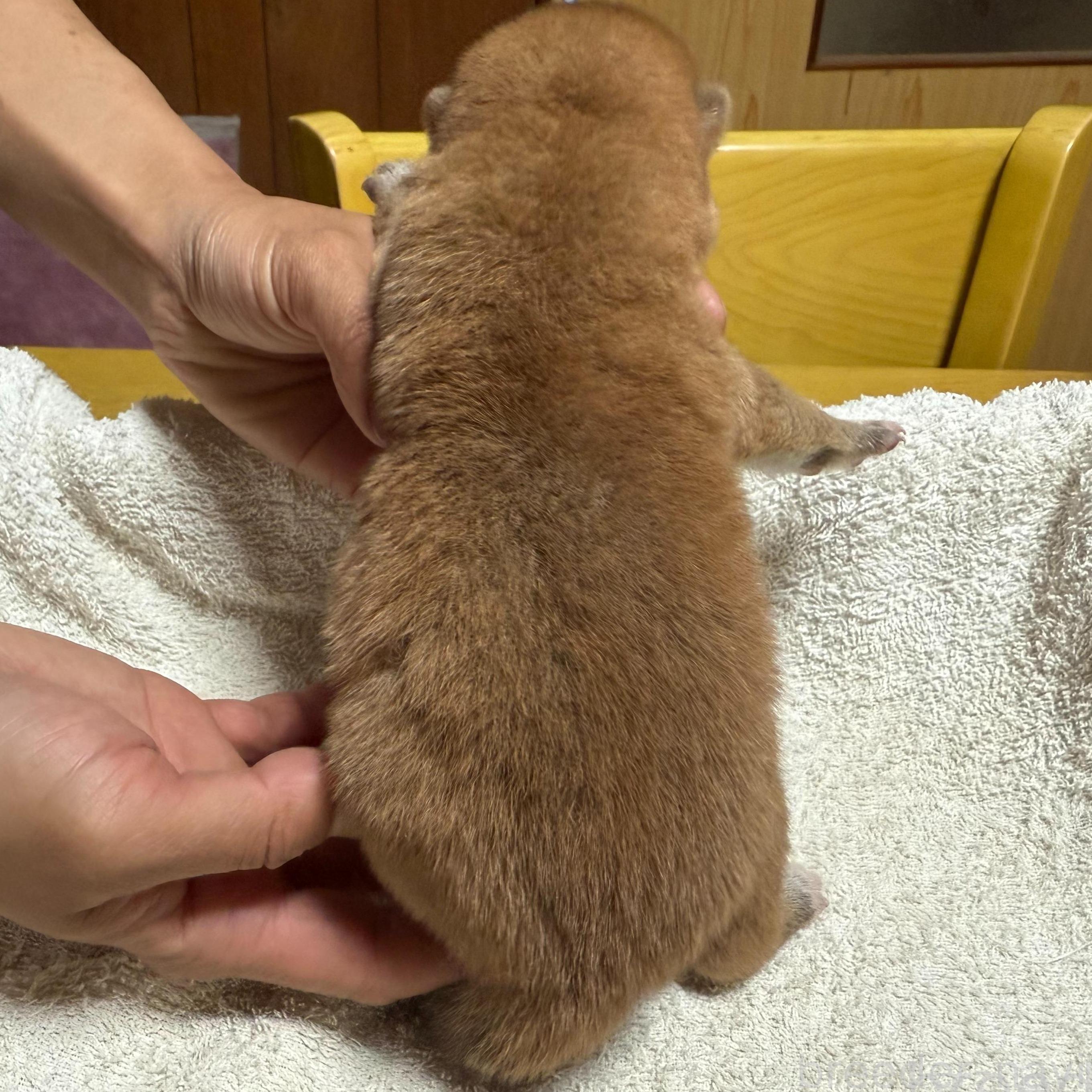 販売中の千葉県の柴犬-385439の2枚目