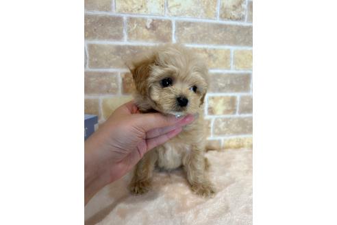 成約済の和歌山県のミックス犬-379734の2枚目