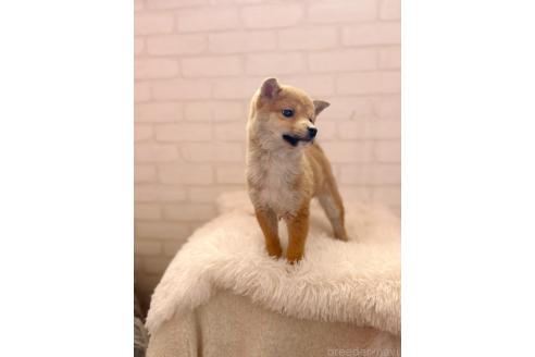 商談中の北海道の柴犬-378406の4枚目