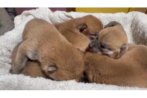 販売中の千葉県の柴犬-385450の3枚目