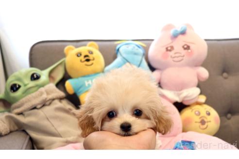 販売中の宮城県のミックス犬-385458の5枚目