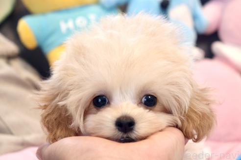 販売中の宮城県のミックス犬-385458の4枚目