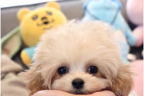 販売中の宮城県のミックス犬-385458