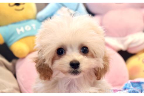 販売中の宮城県のミックス犬-385458の2枚目