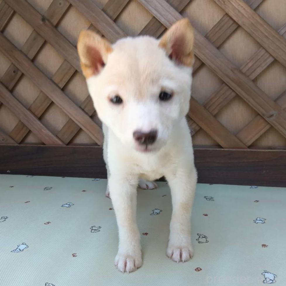 【5％OFF】 茨城県の豆柴｜男の子・2025/02/09生まれ・白色（子犬ID：385459 テープ・マスキングテープ