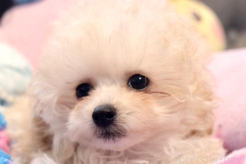 販売中の宮城県のミックス犬-385461の5枚目
