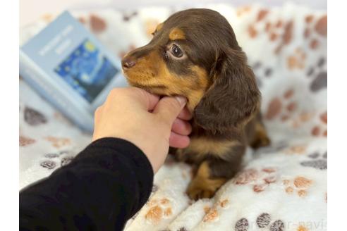 成約済の鹿児島県のミニチュアダックスフンド(ロングヘアード)-381831の2枚目