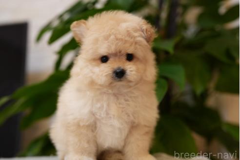 成約済の千葉県のポメプー:ポメラニアン×トイプードル-383432の6枚目