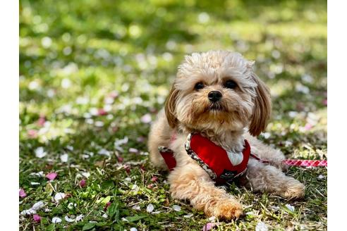 成約済の鹿児島県のミックス犬-383447の6枚目