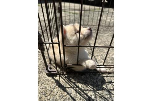 販売中の兵庫県の豆柴-385472の2枚目