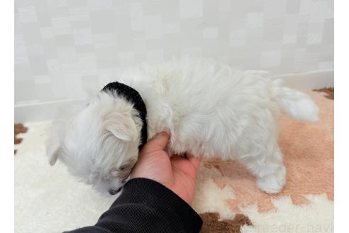 成約済の埼玉県のマルチーズ-382142の4枚目
