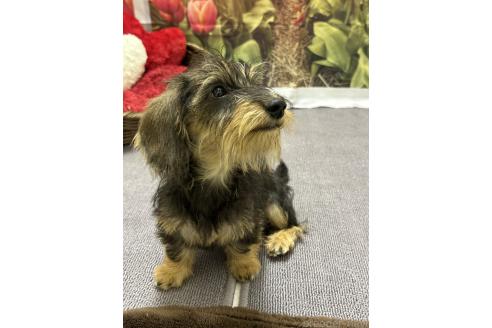 成約済の愛知県のカニンヘンダックスフンド(ワイヤーヘアード)-376122の5枚目