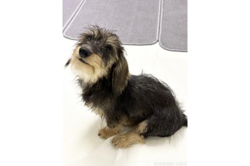 成約済の愛知県のカニンヘンダックスフンド(ワイヤーヘアード)-376122の2枚目