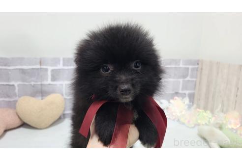 成約済の東京都のミックス犬-375984の4枚目