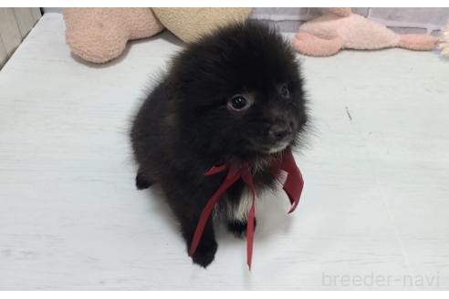 成約済の東京都のミックス犬-375984の2枚目