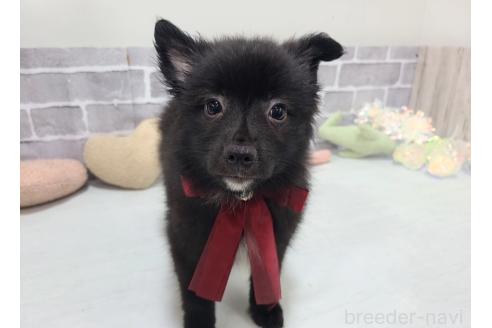 販売中の東京都のミックス犬-375986の12枚目