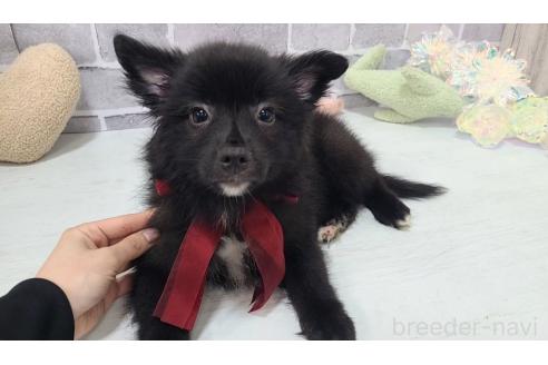 販売中の東京都のミックス犬-375986の11枚目