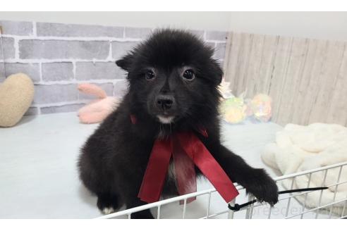 販売中の東京都のミックス犬-375986の10枚目