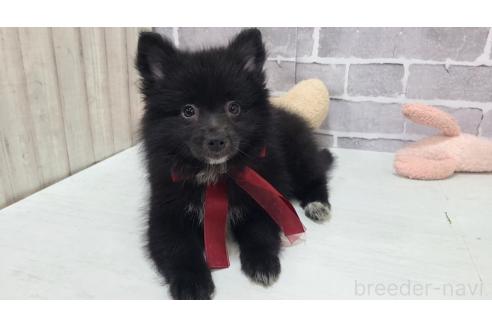 販売中の東京都のミックス犬-375989の11枚目