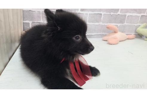 販売中の東京都のミックス犬-375989の10枚目