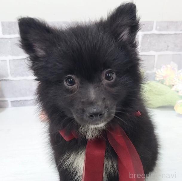 販売中の東京都のミックス犬-375989の9枚目