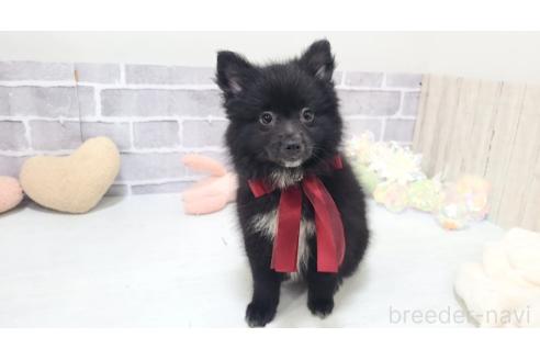 販売中の東京都のミックス犬-375989の8枚目
