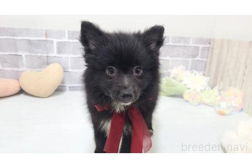 販売中の東京都のミックス犬-375989の7枚目