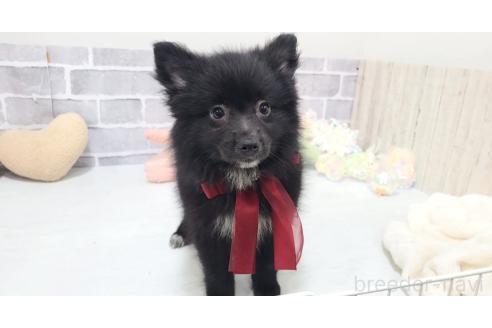 販売中の東京都のミックス犬-375989の6枚目