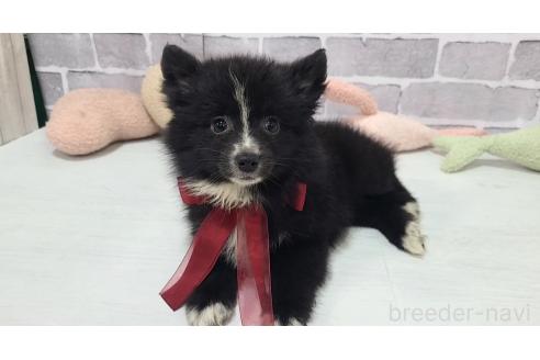 販売中の東京都のミックス犬-375982の25枚目