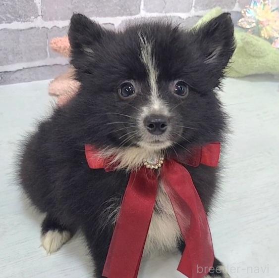販売中の東京都のミックス犬-375982