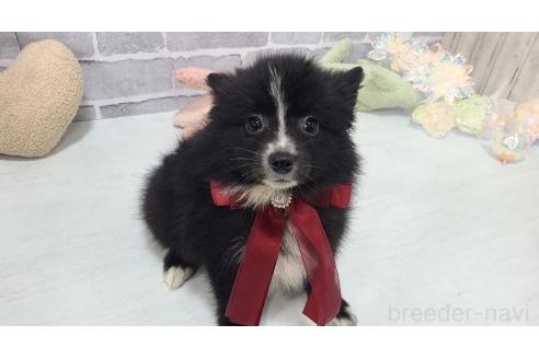 販売中の東京都のミックス犬-375982の23枚目
