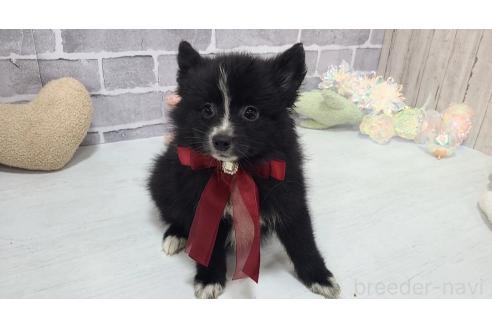 販売中の東京都のミックス犬-375982の22枚目
