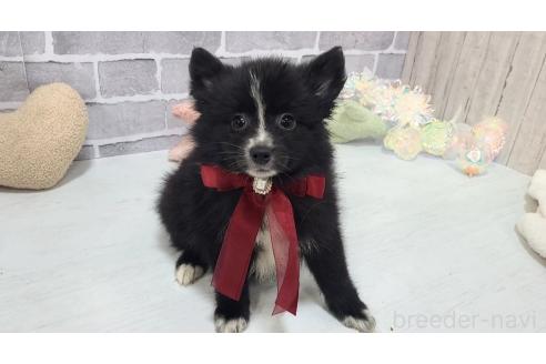 販売中の東京都のミックス犬-375982の21枚目