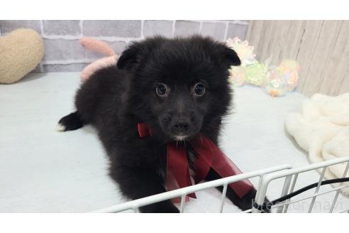 販売中の東京都のミックス犬-375985の11枚目