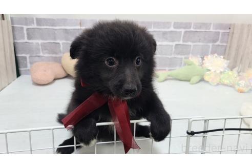 販売中の東京都のミックス犬-375985の10枚目