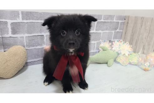 販売中の東京都のミックス犬-375985の9枚目
