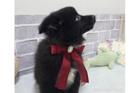 販売中の東京都のミックス犬-375985の7枚目