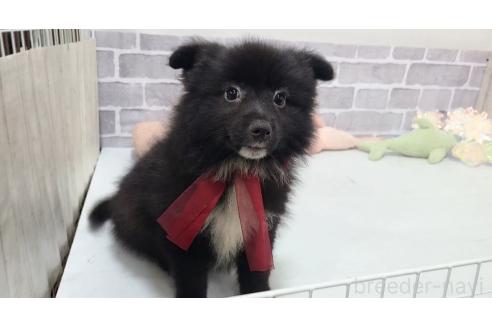販売中の東京都のミックス犬-375988の20枚目