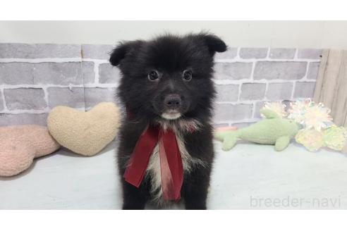 販売中の東京都のミックス犬-375988の18枚目