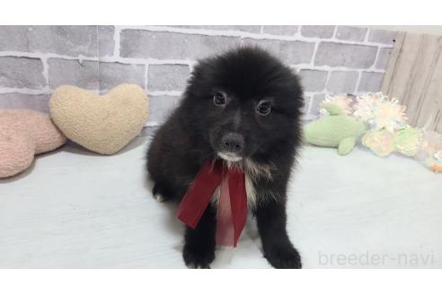 販売中の東京都のミックス犬-375988の17枚目