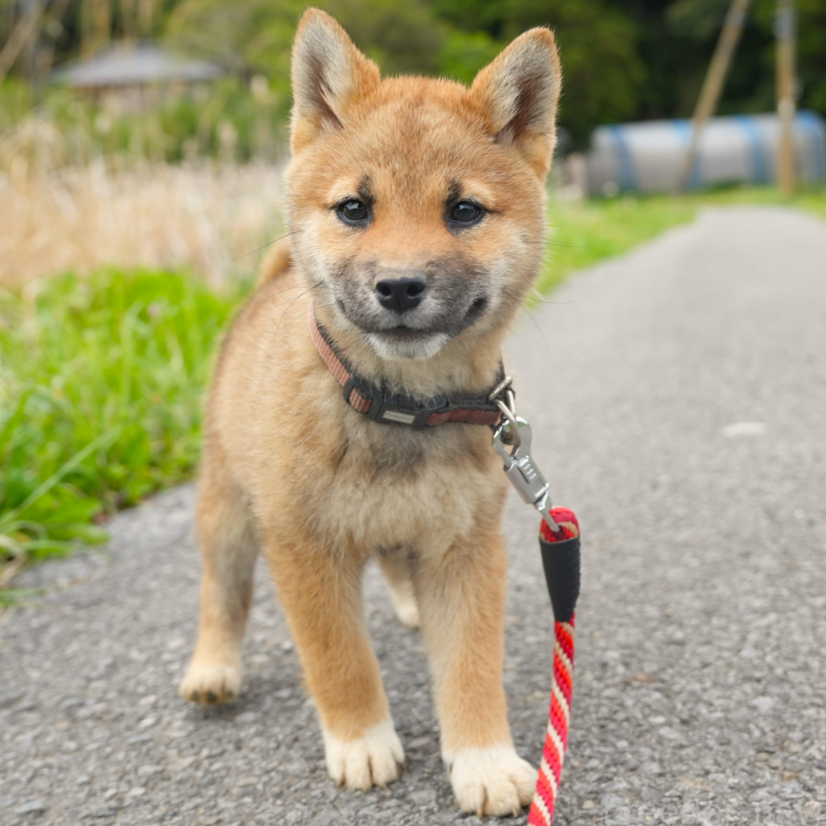 成約済の千葉県の柴犬-375627の7枚目