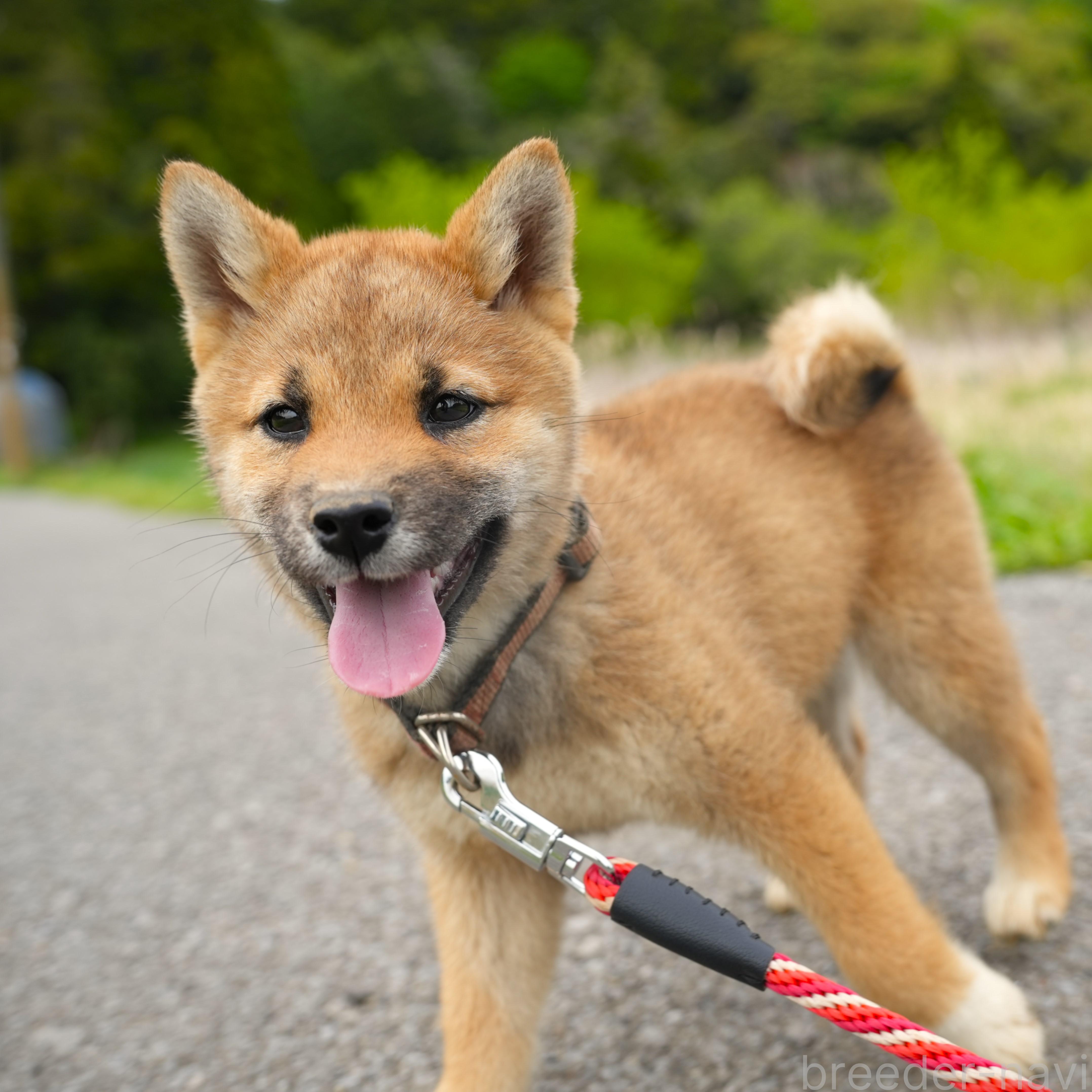 成約済の千葉県の柴犬-375627の6枚目