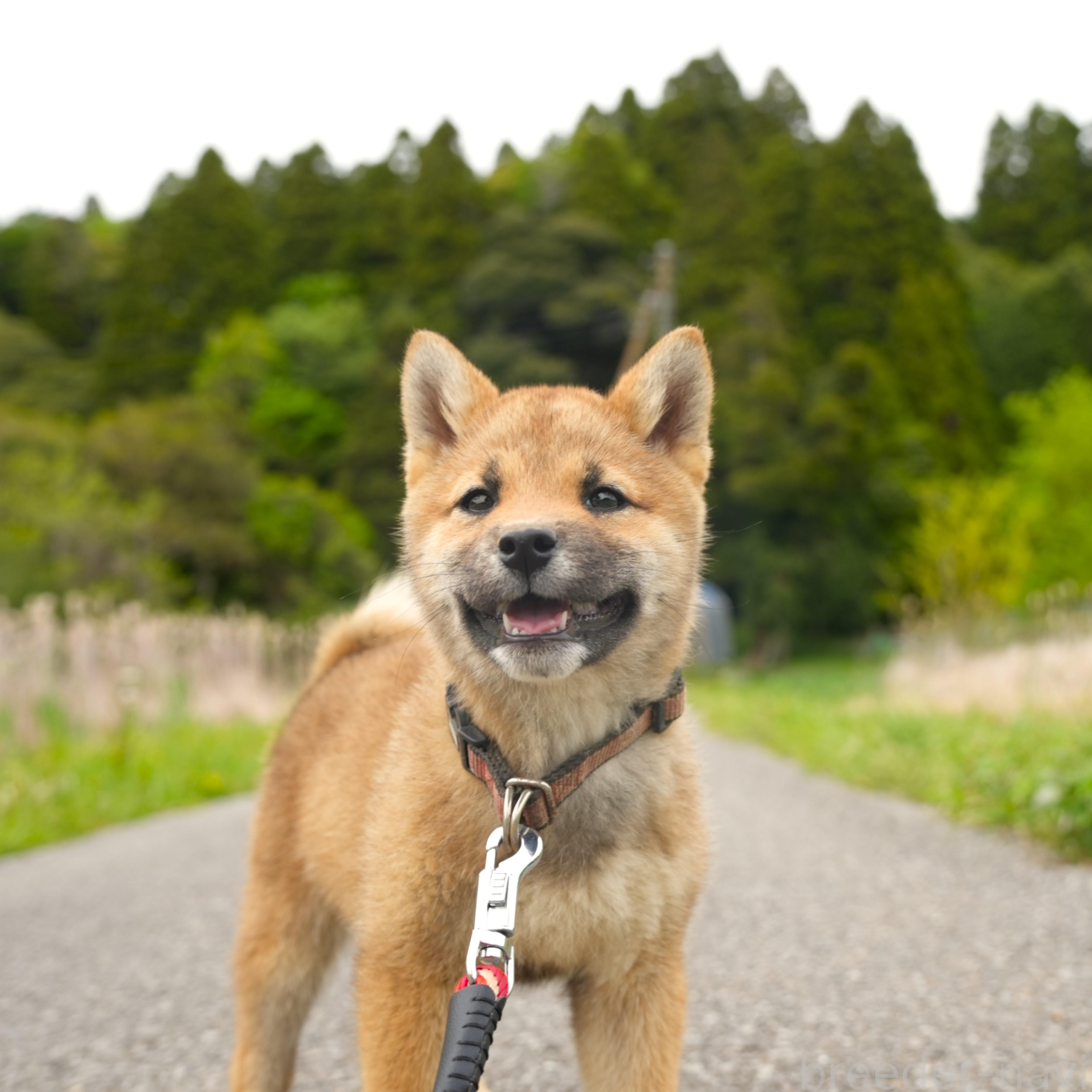 成約済の千葉県の柴犬-375627の5枚目