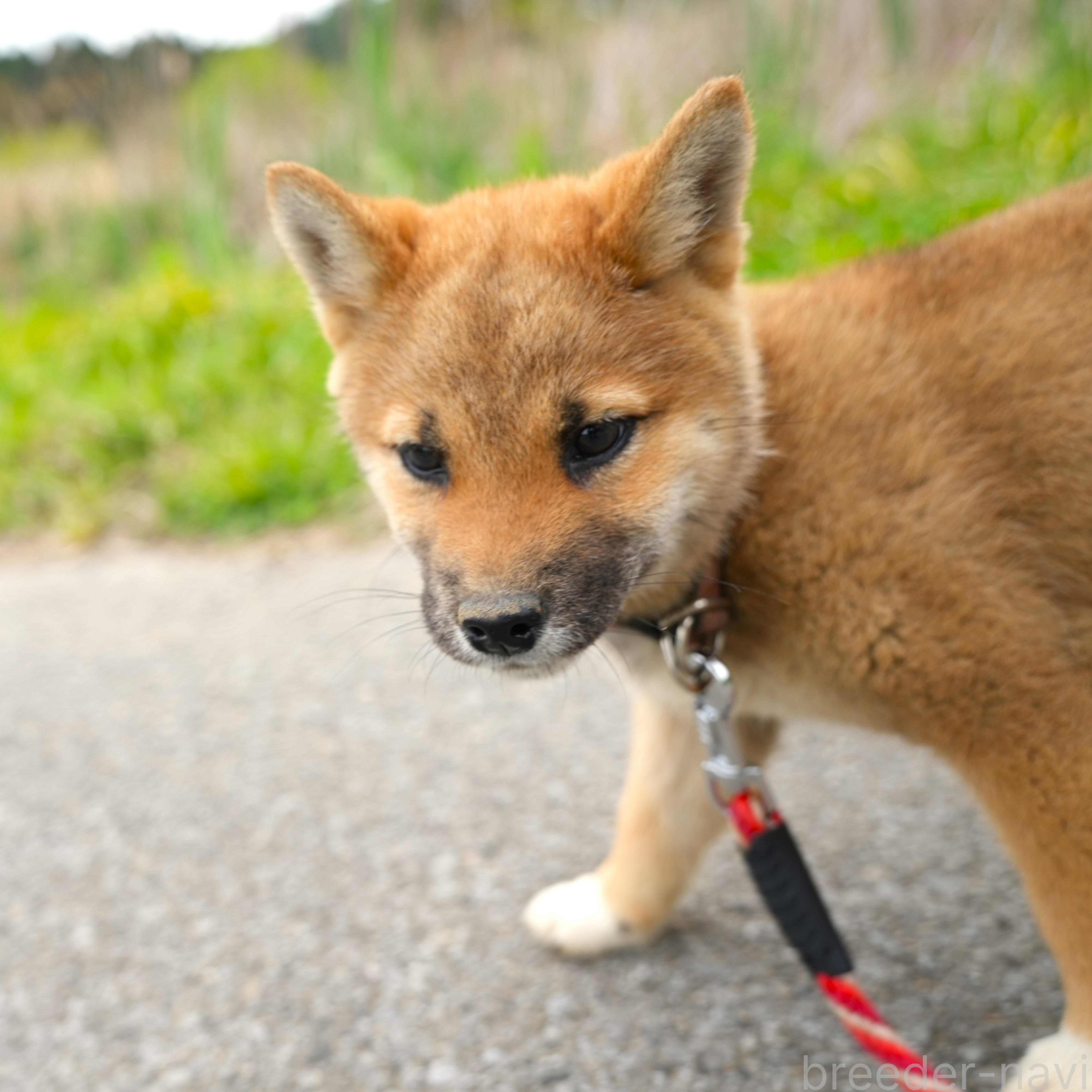 成約済の千葉県の柴犬-375627の4枚目
