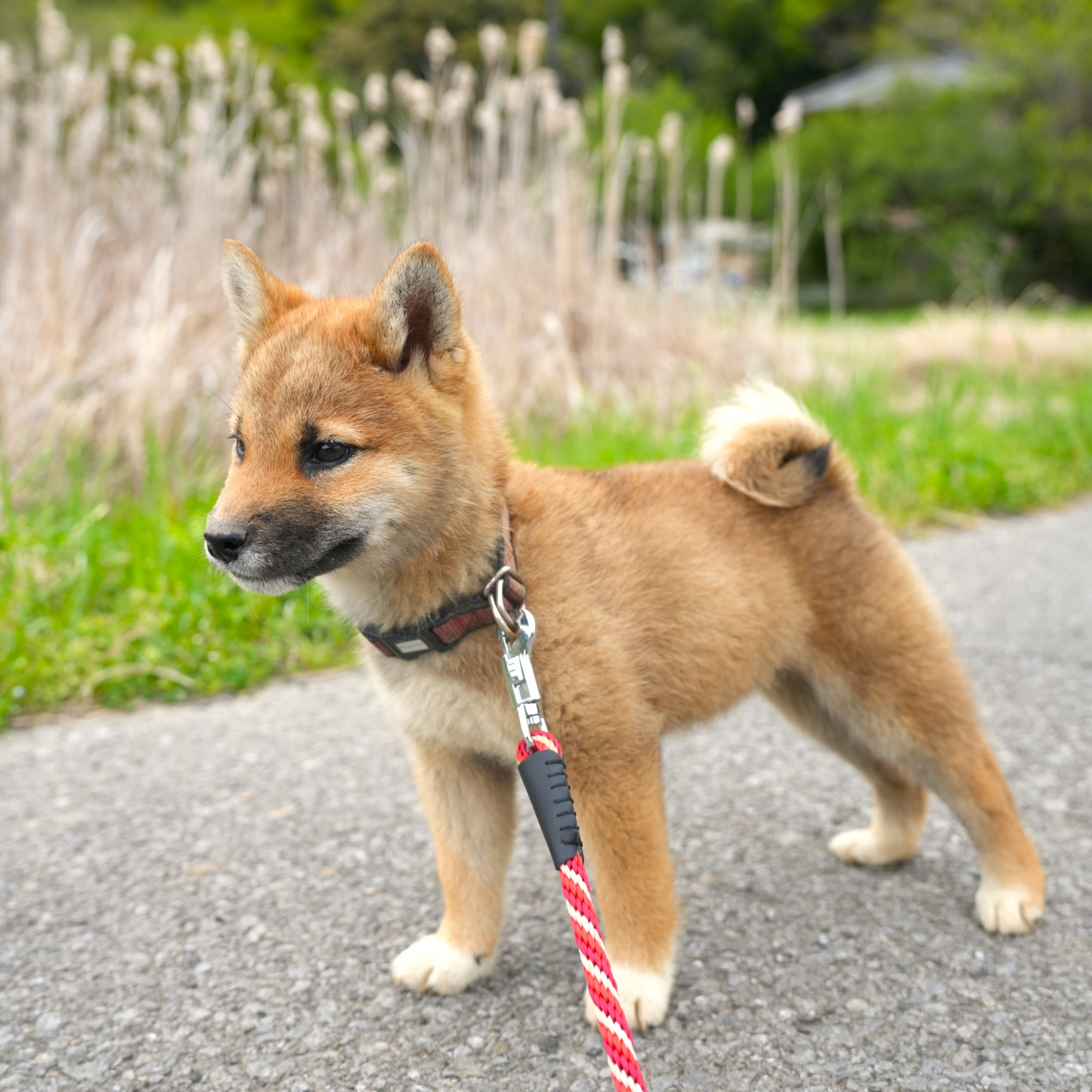 成約済の千葉県の柴犬-375627の3枚目