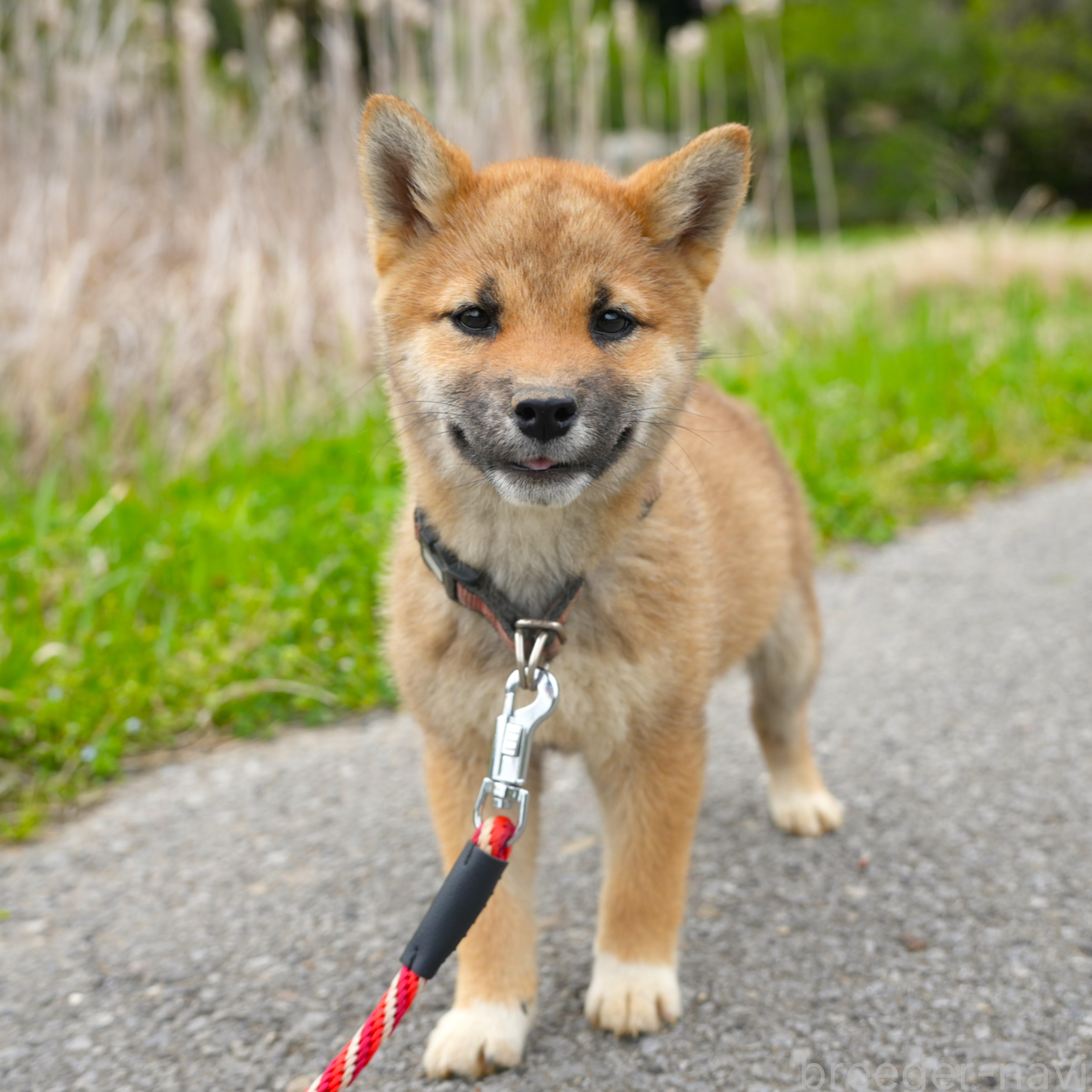 成約済の千葉県の柴犬-375627の2枚目