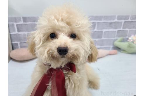 成約済の東京都のミックス犬-342589の6枚目