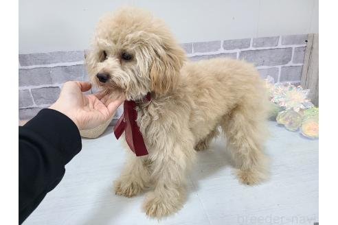 成約済の東京都のミックス犬-342589の5枚目