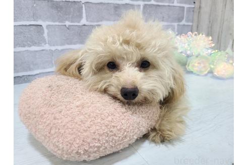 成約済の東京都のミックス犬-342589の4枚目