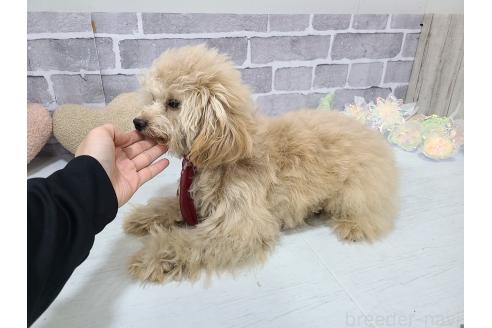 成約済の東京都のミックス犬-342589の3枚目